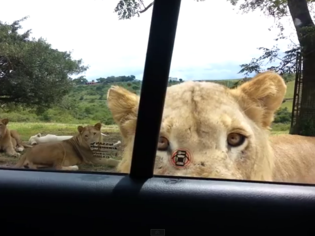 lev, safari, JAR