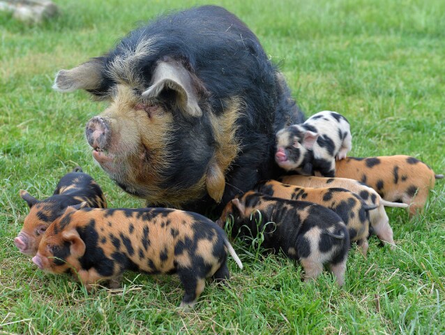 prasnica, kunekune, prasiatka