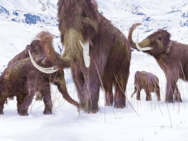 Mamut