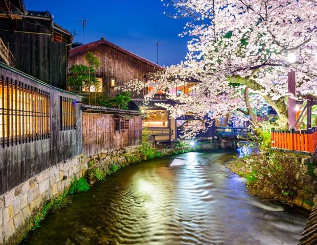Kjóto, Japonsko, mesto, rieka, čerešne, sakura, strom, kvitne, kvety, romantika, večer