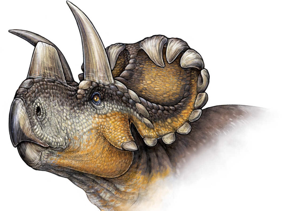 dinosaurus Wendiceratops pinhornensis