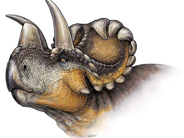 dinosaurus Wendiceratops pinhornensis