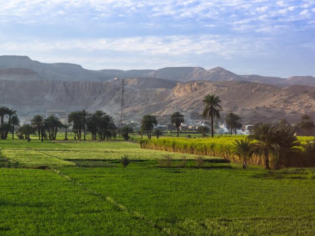 Egypt, príroda, palmy