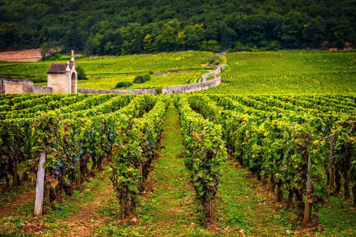 Burgundsko, Francúzsko, UNESCO, zelené vinice, víno vinohrady, kaplnka