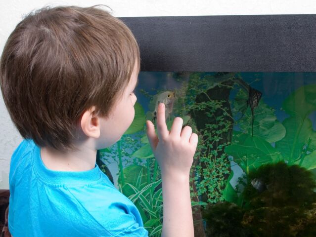 akvarium, dieťa