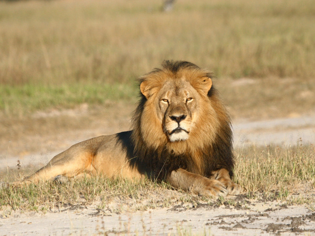 Zimbabwe, lev Cecil