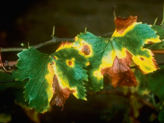 nákaza, baktéria, vinič, stromy, olivy, Xylella fastidiosa