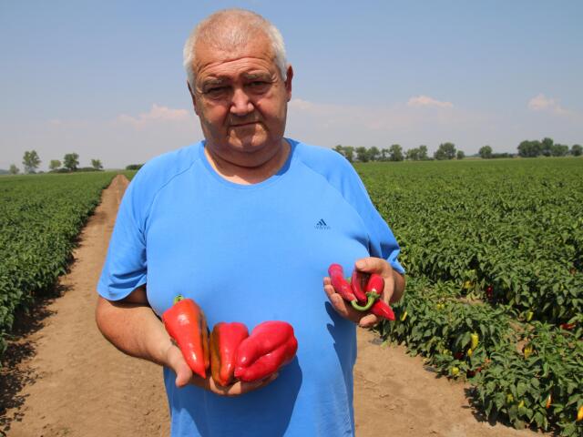 Ľudovít Kiss, farmár, paprika, zelenina