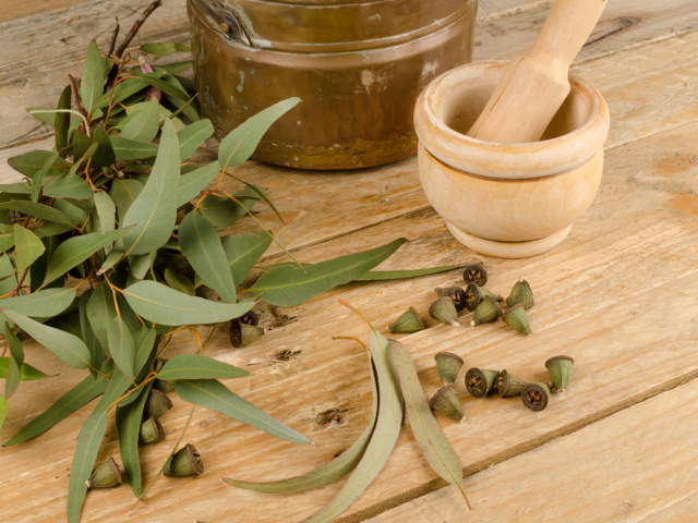 eukalyptus, bylinky, aromaterapia