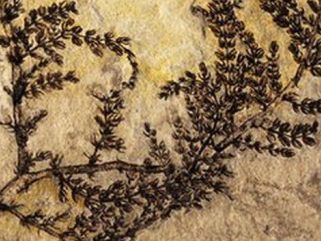 Montsechia vidalii