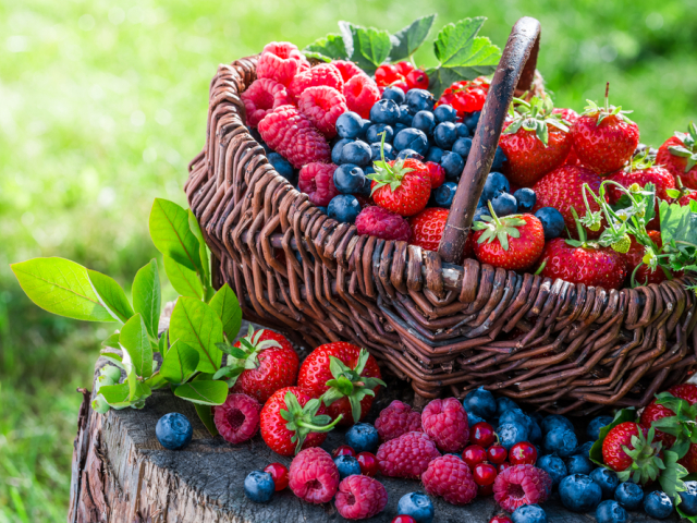 bobuľové ovocie, antioxidanty, lesné plody