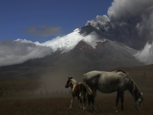 kone, vulkán, Cotopaxi