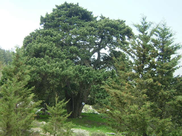 Cyprus, strom,