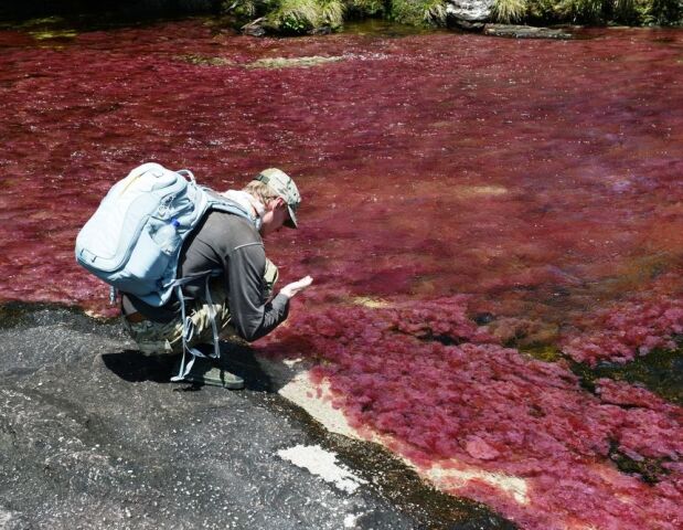 Caño Cristales, rieka, tekutá dúha, Kolumbia, prales,