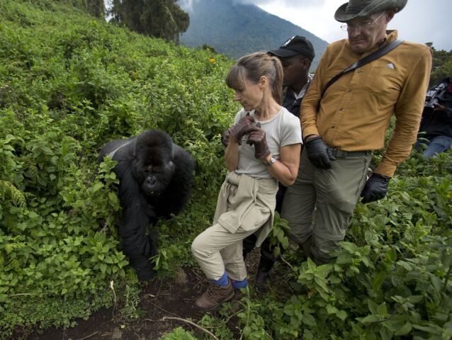 Gorily, Rwanda, národný park, prales
