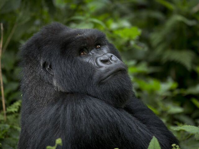 Gorily, Rwanda, národný park, prales
