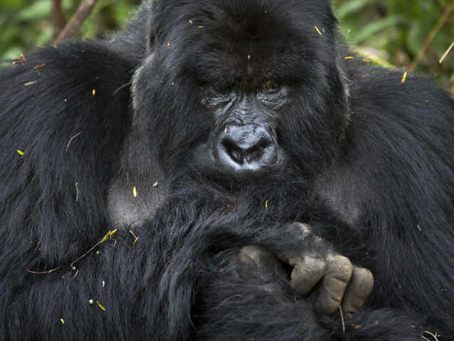 Gorily, Rwanda, národný park, prales