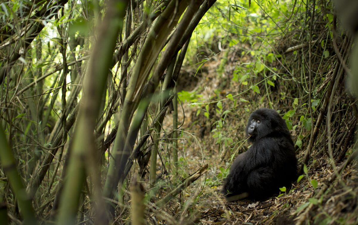 Gorily, Rwanda, národný park, prales