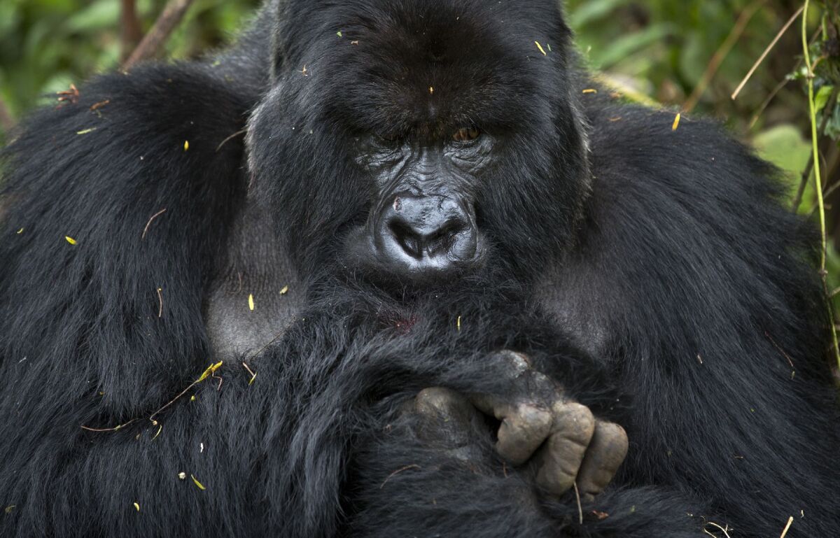 Gorily, Rwanda, národný park, prales