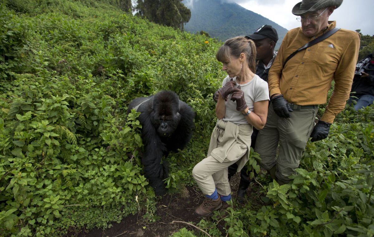 Gorily, Rwanda, národný park, prales