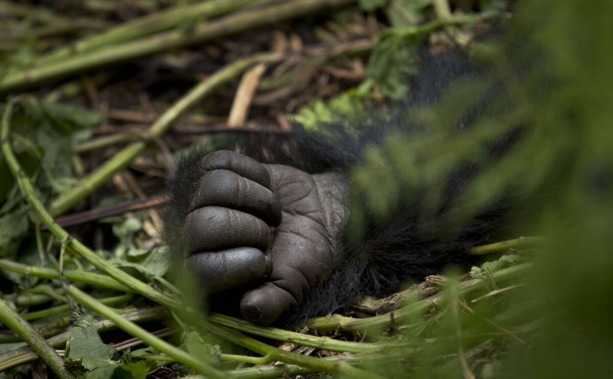 Gorily, Rwanda, národný park, prales
