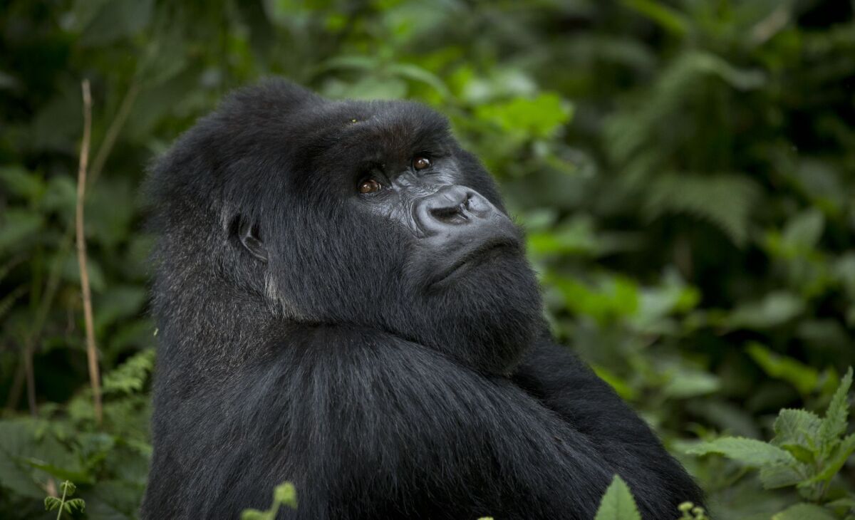 Gorily, Rwanda, národný park, prales