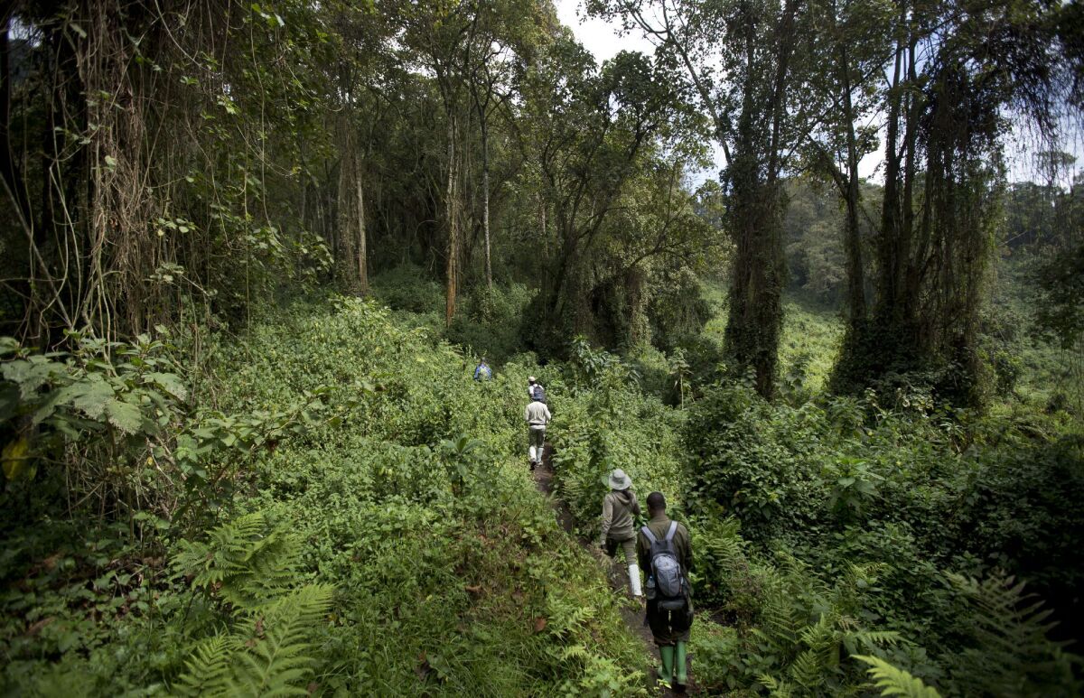 Gorily, Rwanda, národný park, prales