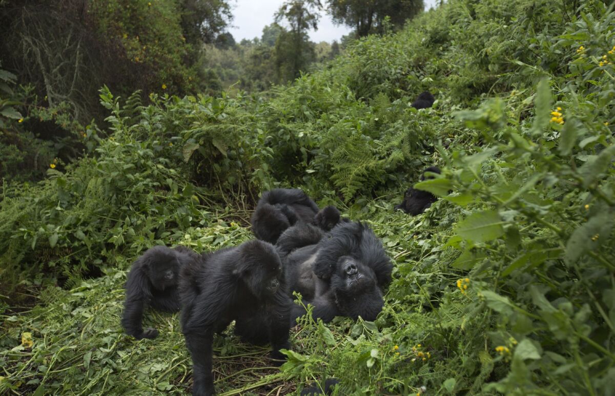 Gorily, Rwanda, národný park, prales