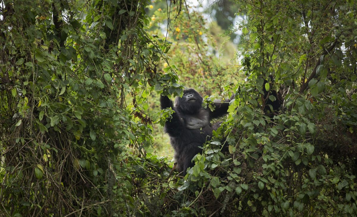 Gorily, Rwanda, národný park, prales