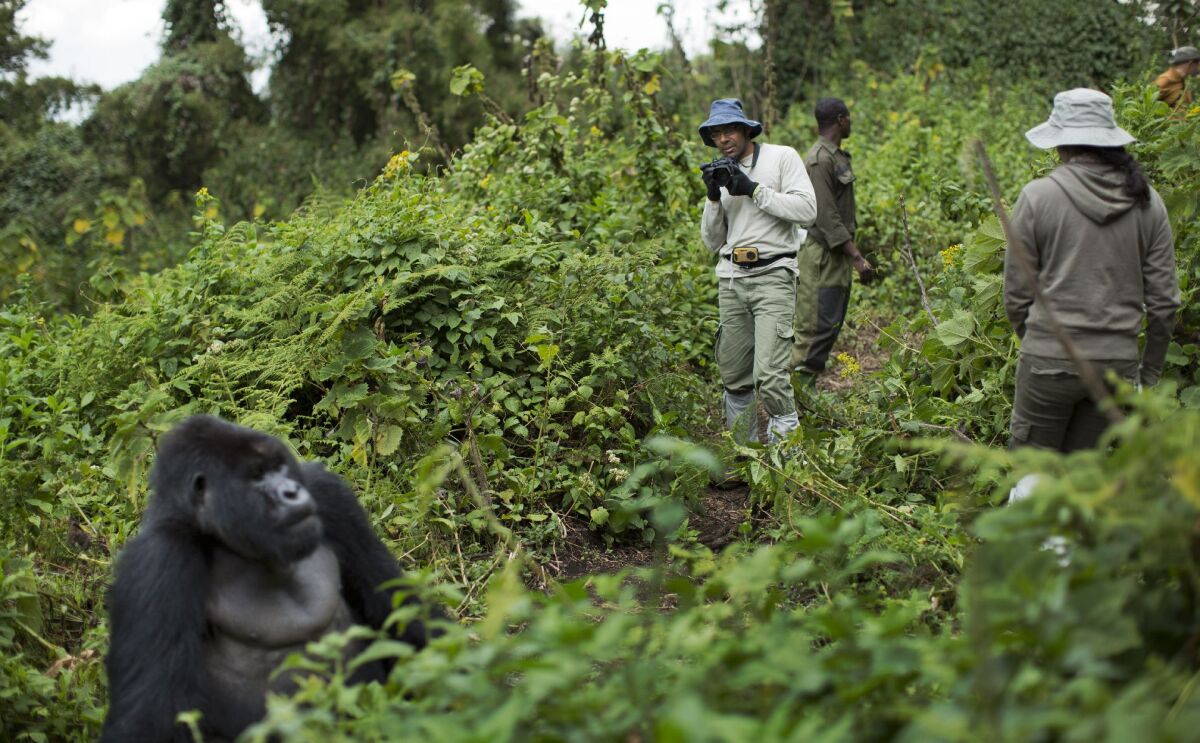 Gorily, Rwanda, národný park, prales