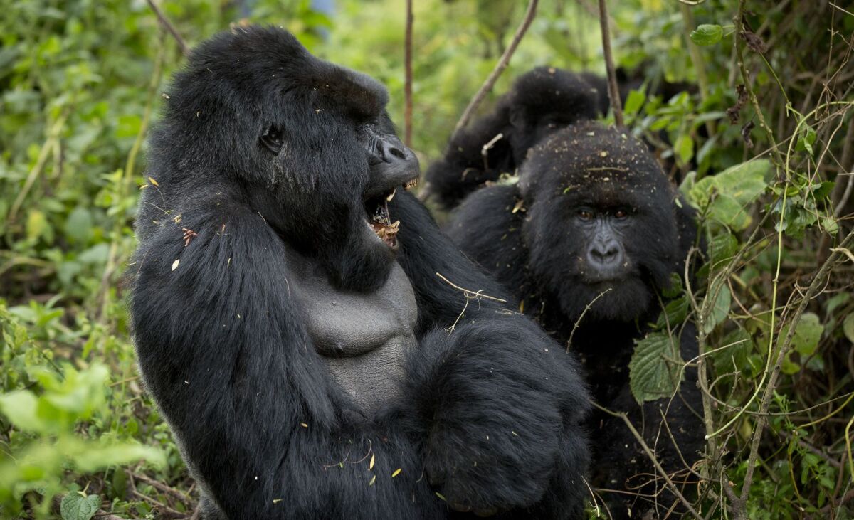 Gorily, Rwanda, národný park, prales