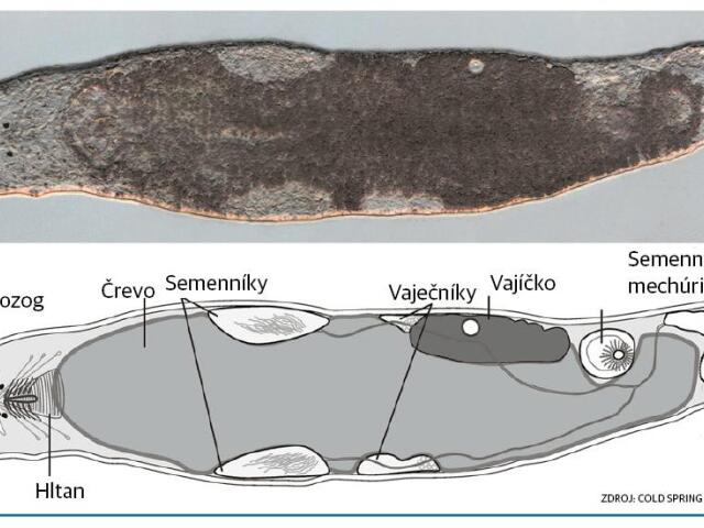 červ, ploskavec