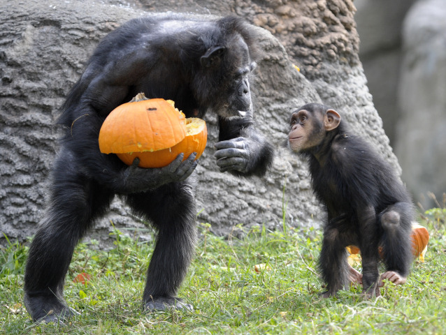 Michigan, opice, tekvica, ZOO, Halloween,