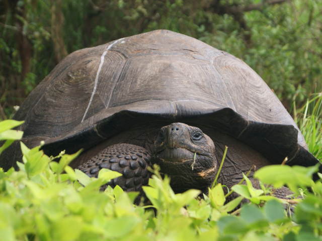 Galapágy, korytnačka