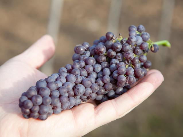 Ondrej Korpas, vinosad, Ruban, červené hrozno, vinič, vinica, 