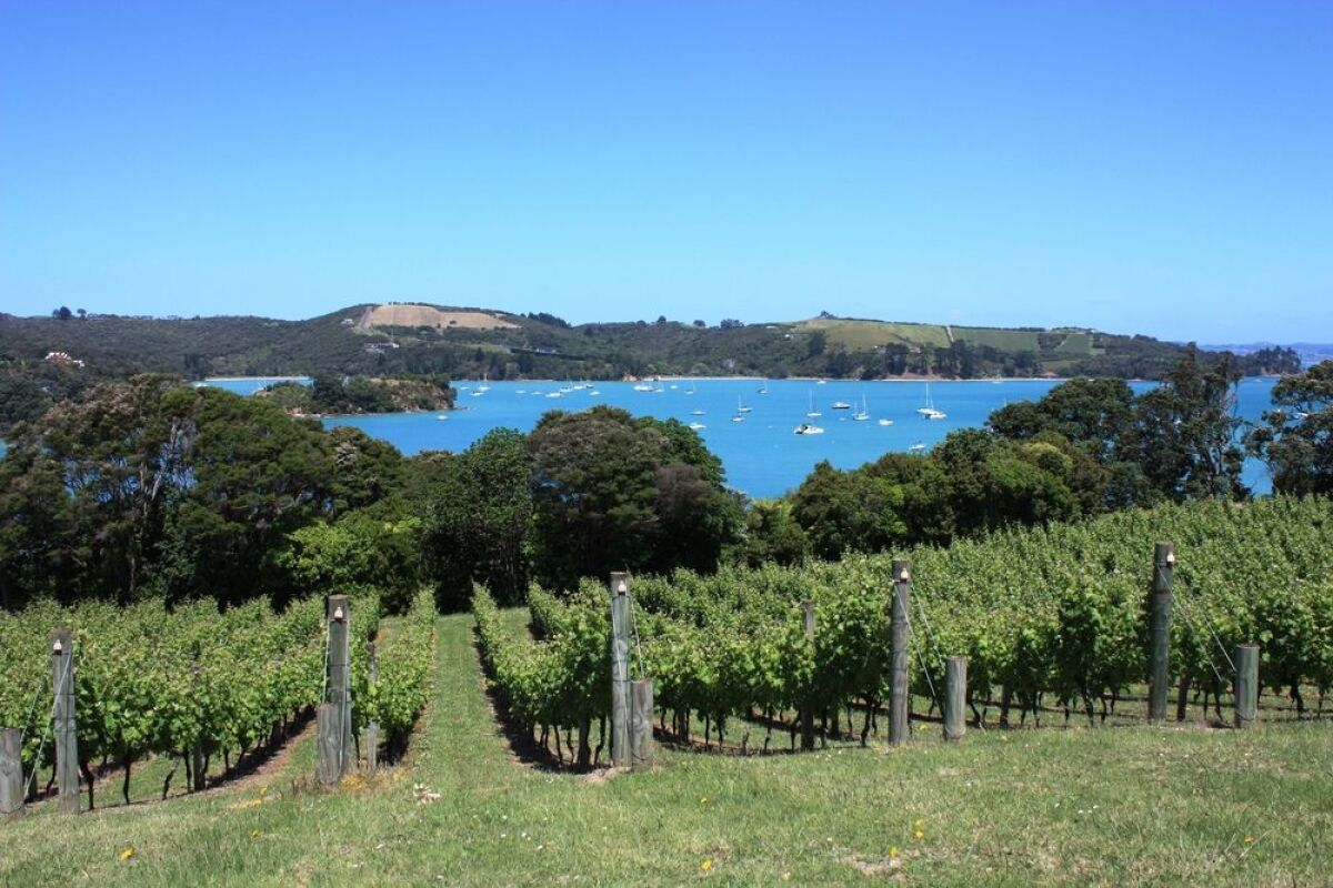 Waiheke, Putiki Bay, zátoka Putiki, vinohrady, more, ostrov, Nový Zéland