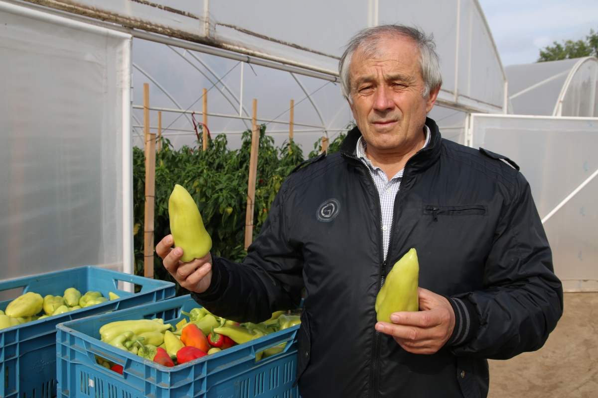 tanislav Becík, paprika