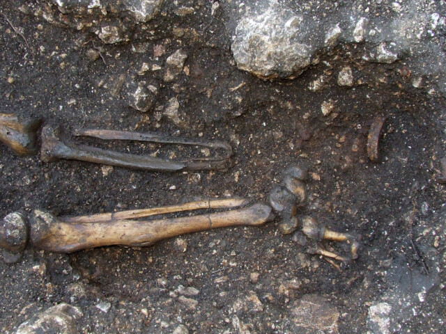 Austrian Skeleton2 Austrian Archeological Inst.jpg-1024x748
