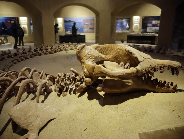 Egypt, múzeum, kostry, vyhynuté veľryby