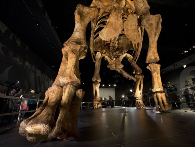 New York, paleontológia, prírodovedné múzeum, kostra dinosaurus