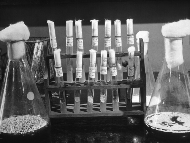 penicilíin, antibiotikum
