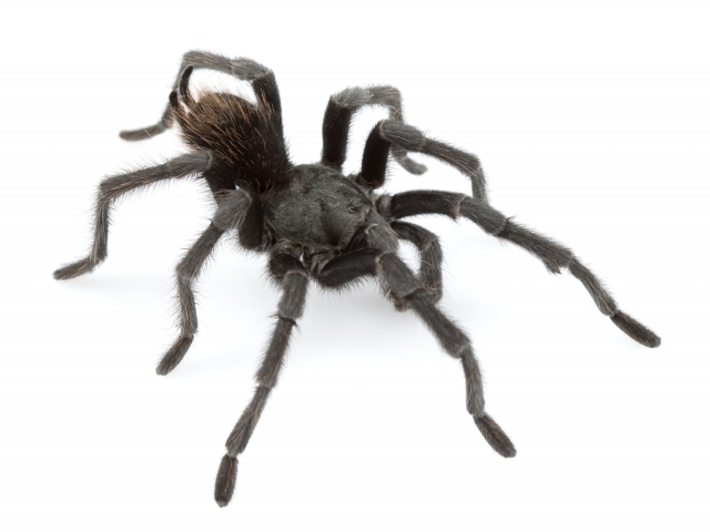 tarantula, Aphonopelma johnnycashi