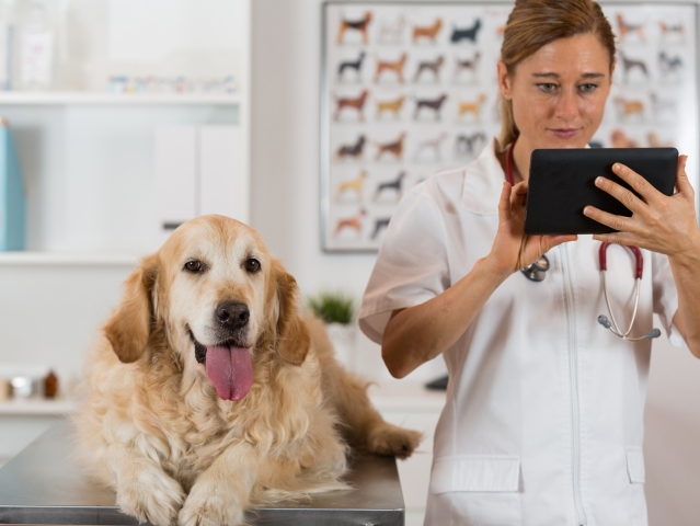 pes, domáce zviera, veterinár