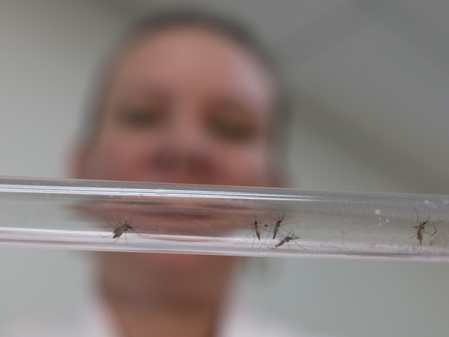 Aedes aegypti, Zika, komár, Kolumbia, laboratórium Cucuta