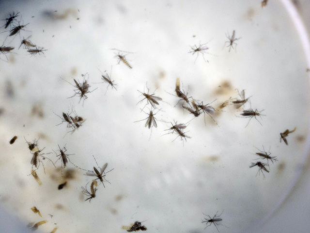 Aedes aegypti, komár, Zika