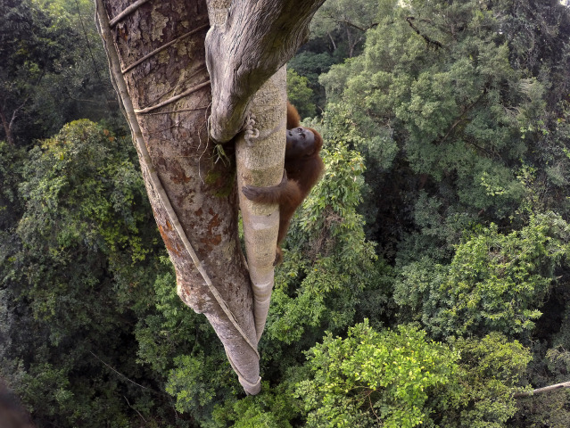 World Press Photo, orangutan