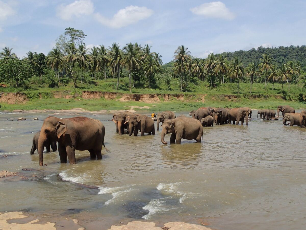 Slony, Srí Lanka, trus