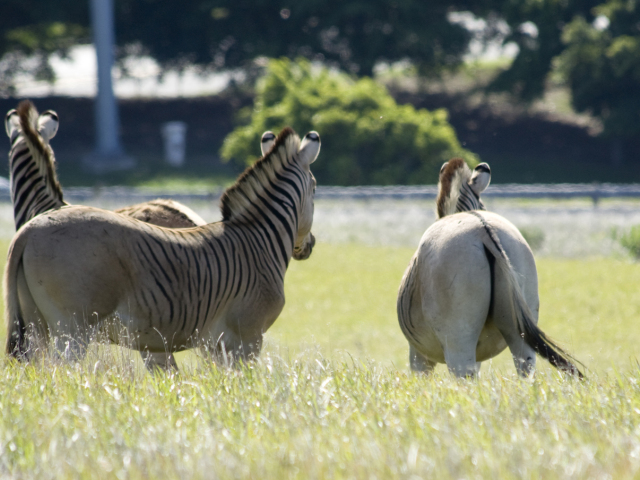 zebra, kvaga, prírodná rezervácia, Reibeek