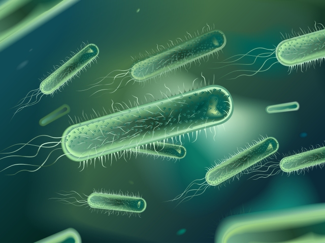 baktéria, bičík, Pseudomonas gregormendelii, vírus, choroba