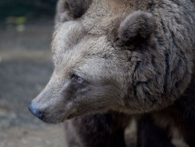 ZOO, medveď, hnedý medveď,